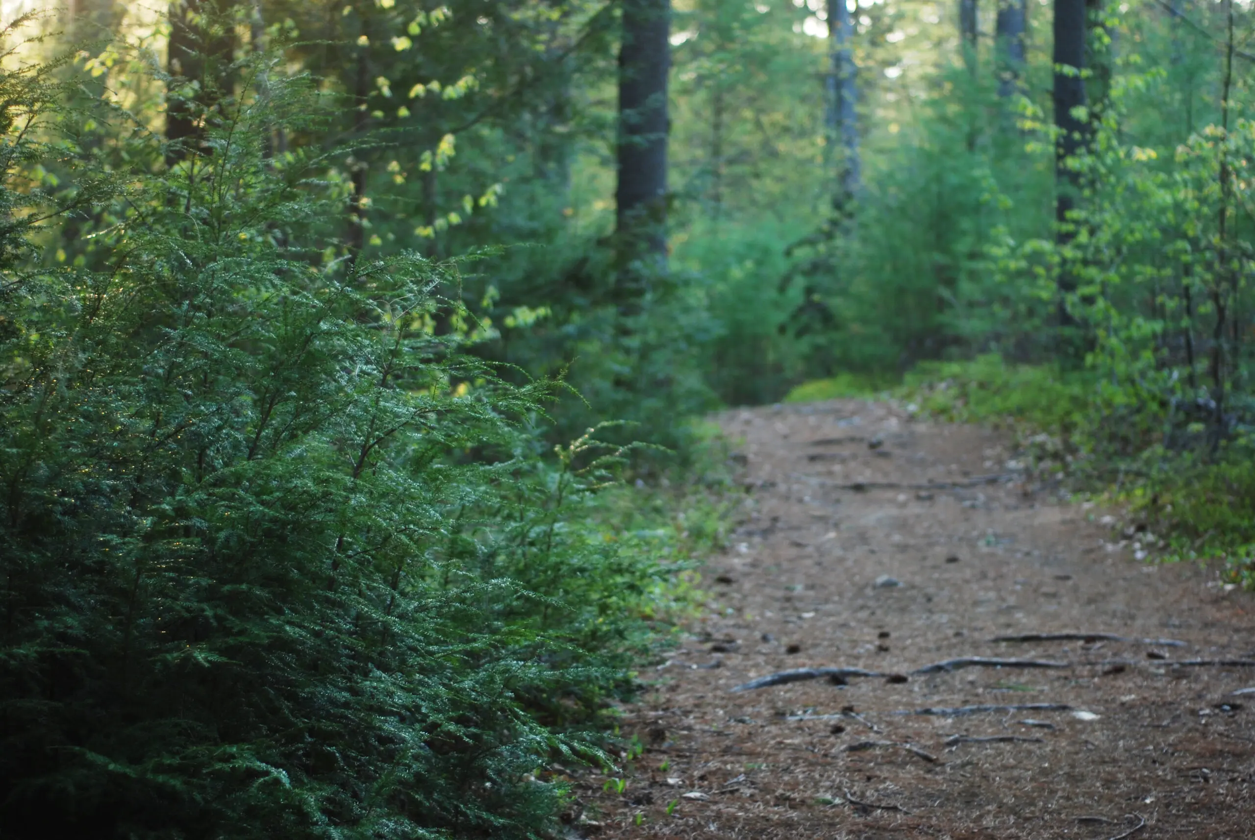 Dirt trail leading off into a wooded forest.