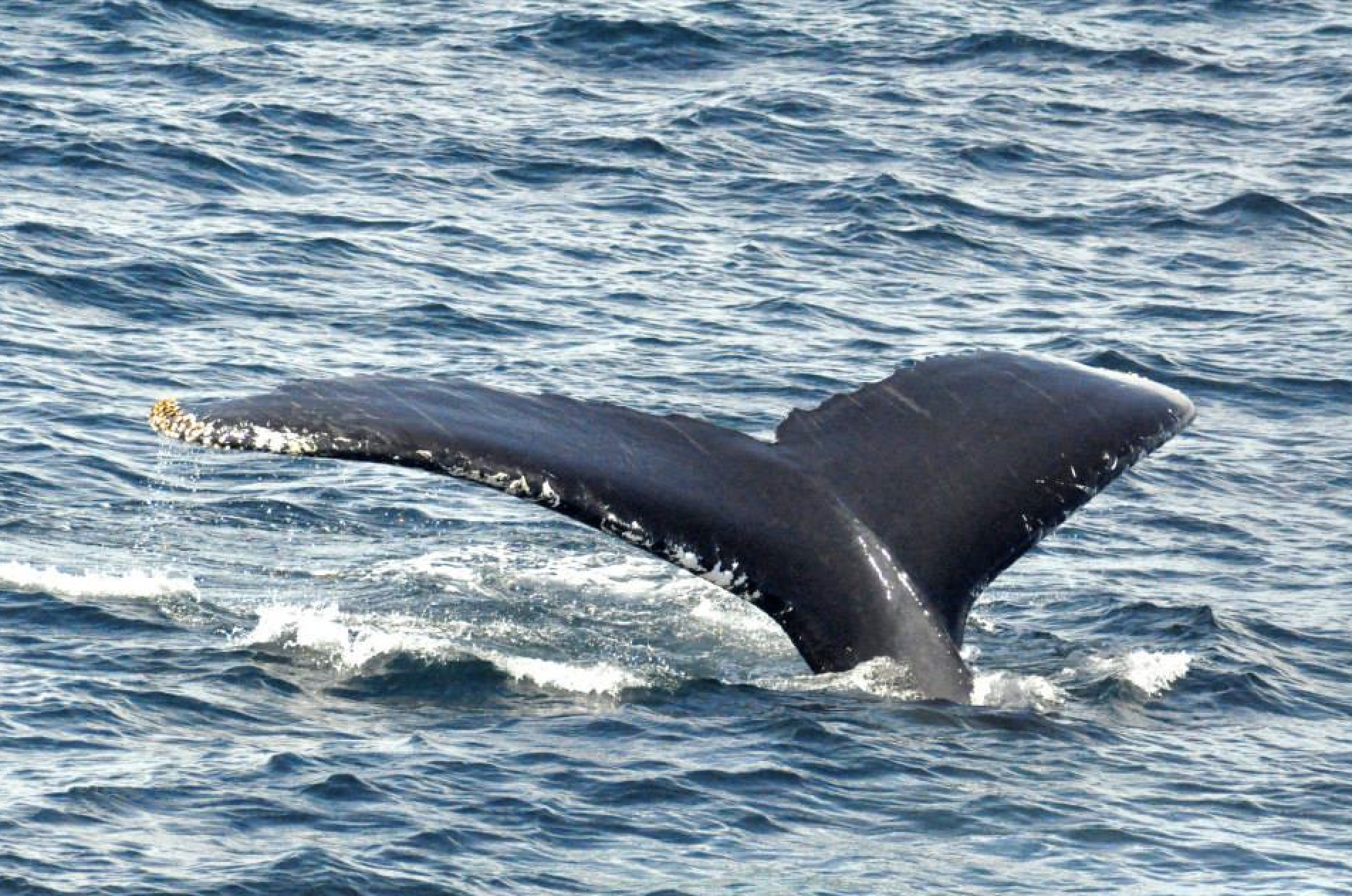 Humpback whale tale diving into the Atlantic Ocean.