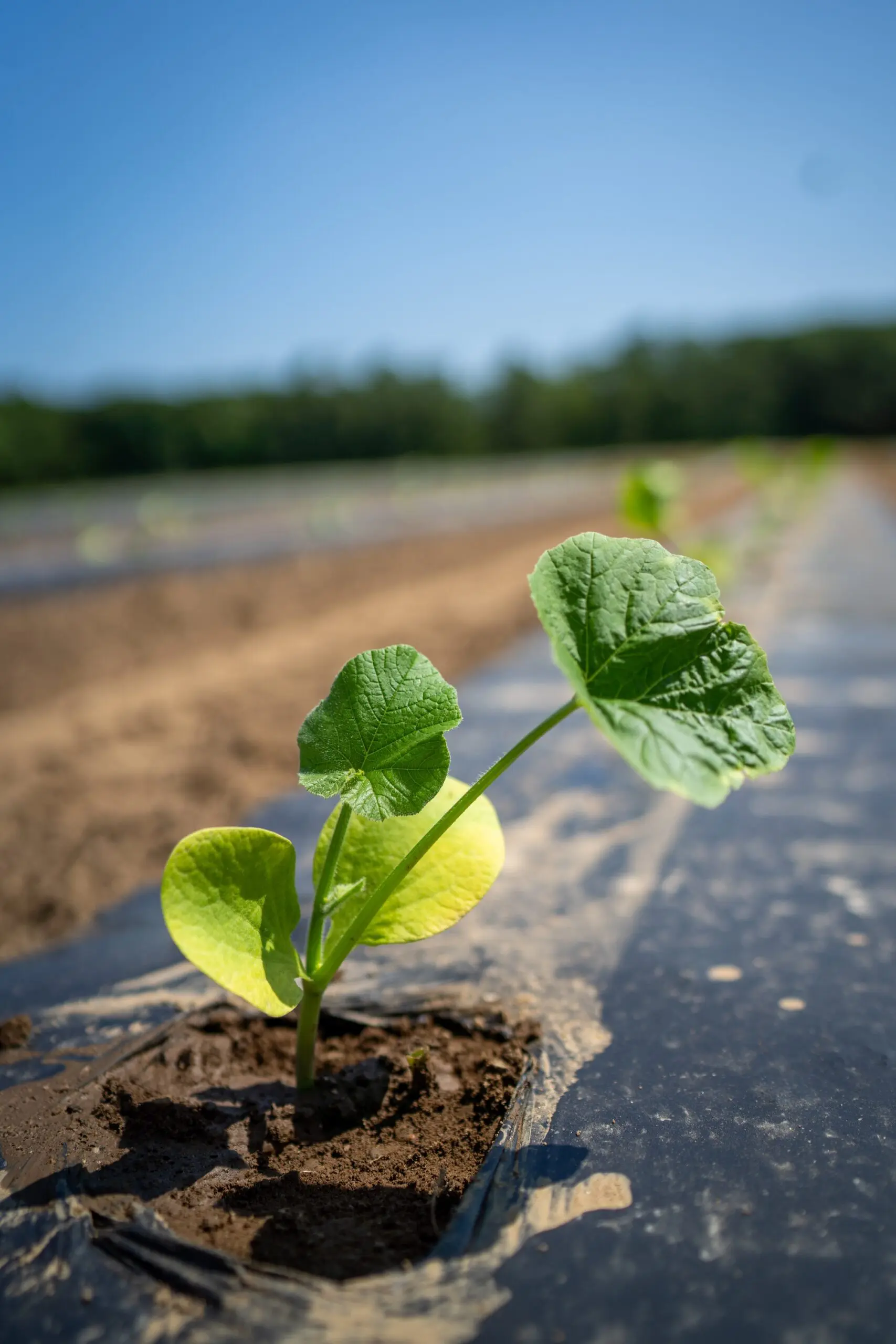 A recently planted green plant in a public area.