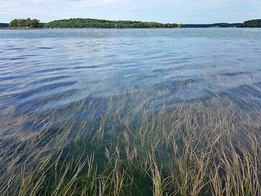 New Eelgrass Restoration Report Piscataqua Regional Estuaries Partnership