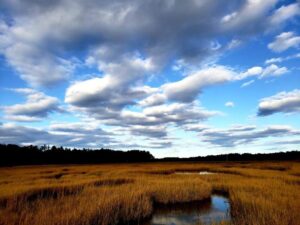 A salt marsh during fall below partly cloudy skies. 