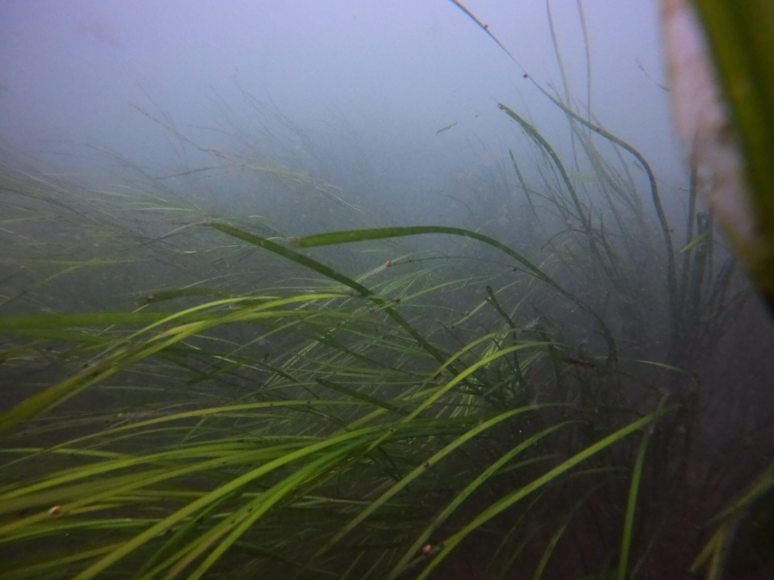 Featured image for “The State of Eelgrass in Great Bay: How is its health in 2024?”