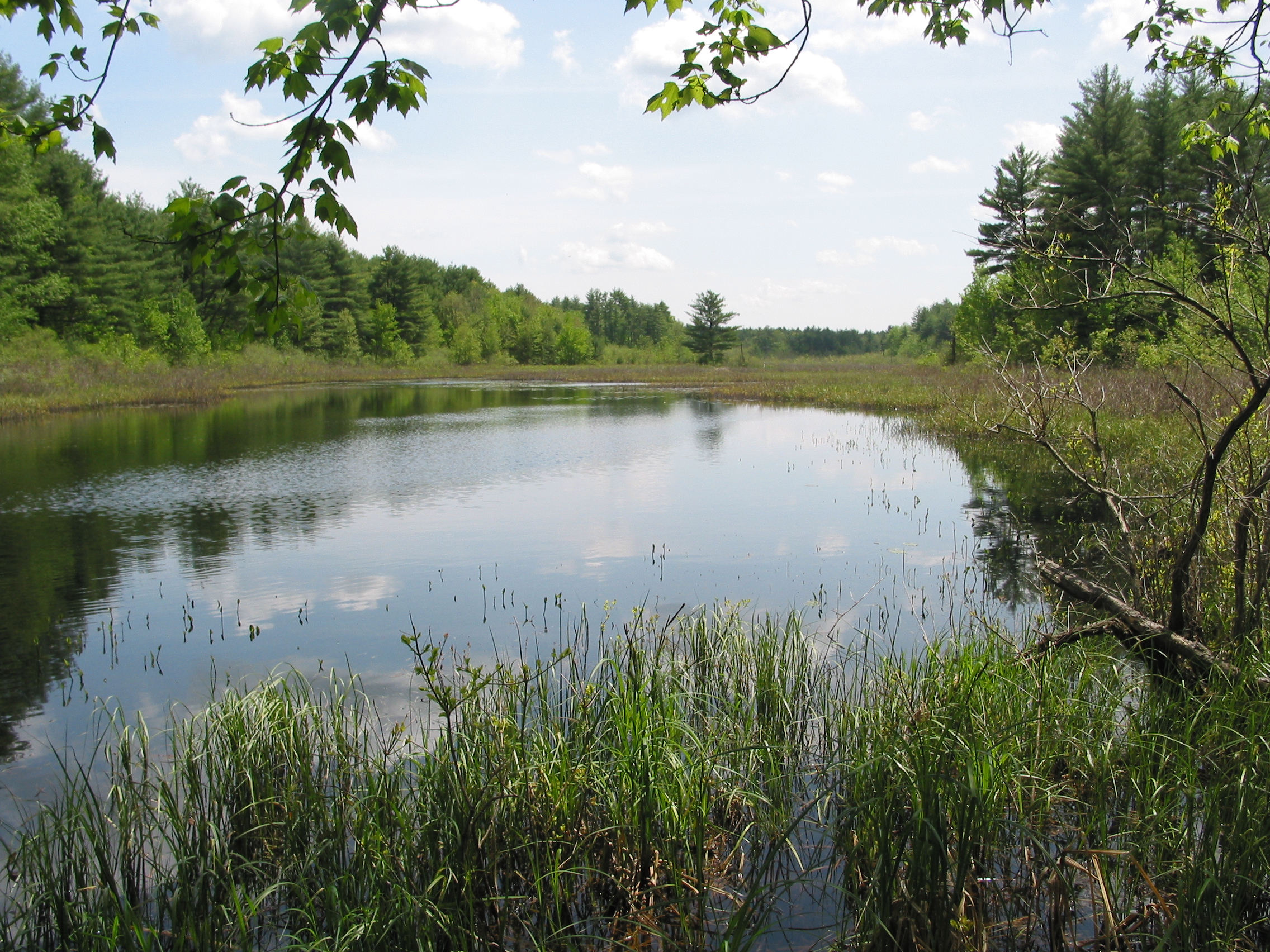 A prime wetland in western Newmarket, part of the Tuttle Swamp wetland complex. Green grass and water. This photo is upstream of Grant Road.