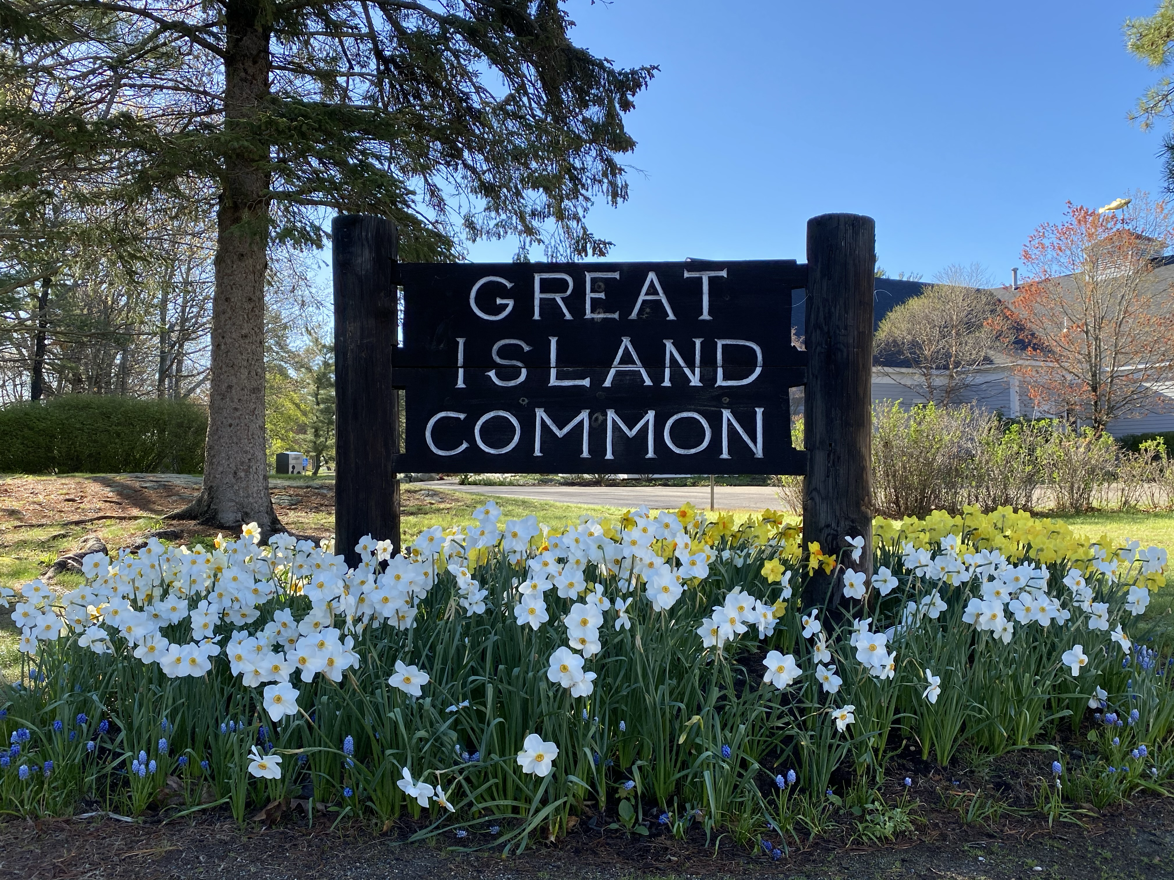 A sign that reads "Great Island Common" on New Castle Island, surrounded by white flowers.