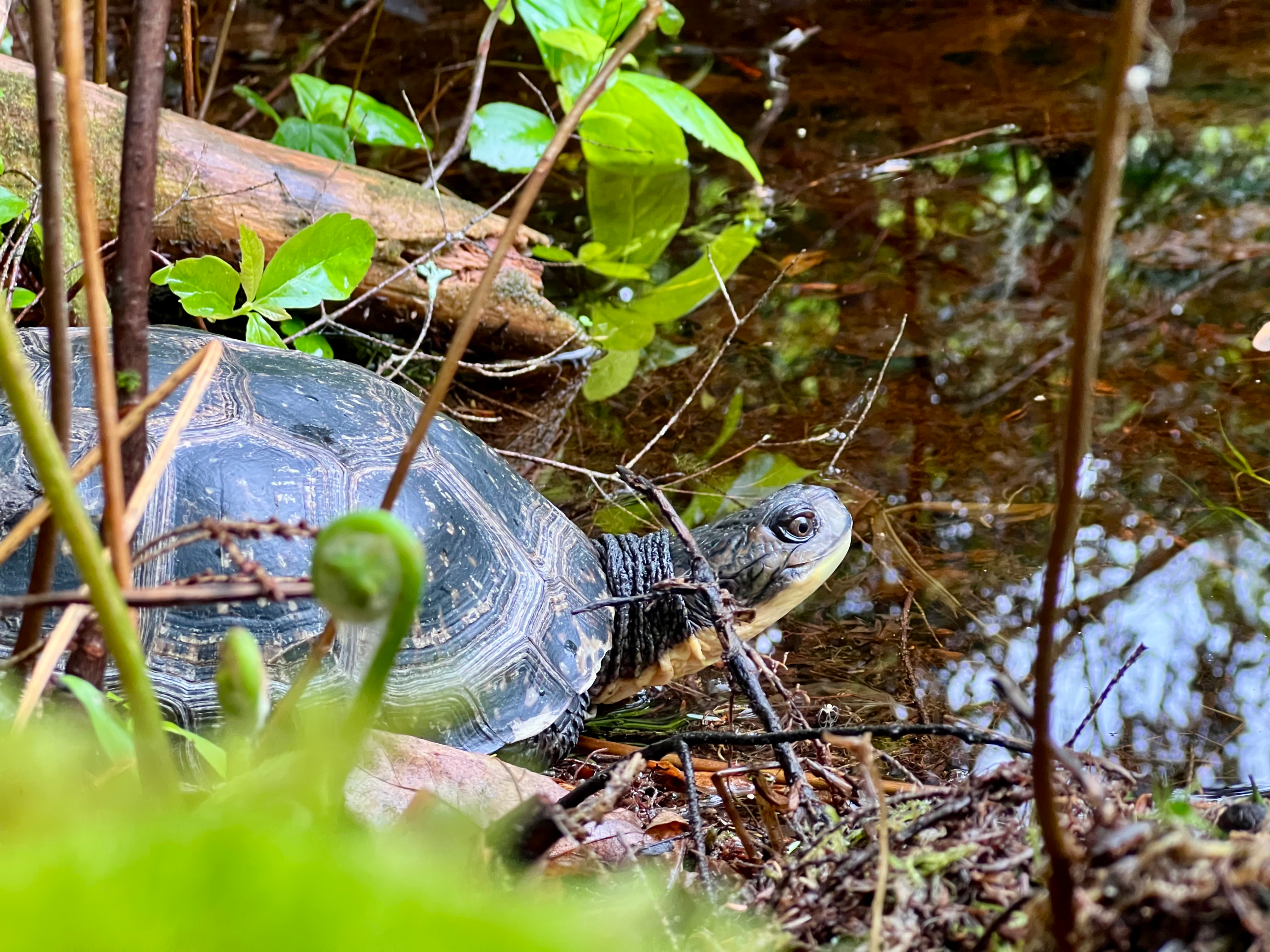 A close up of an endangered blanding's turtle in a Nottingham, NH wetland.